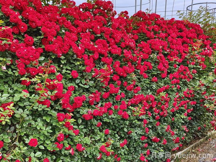月季花墙(图2)