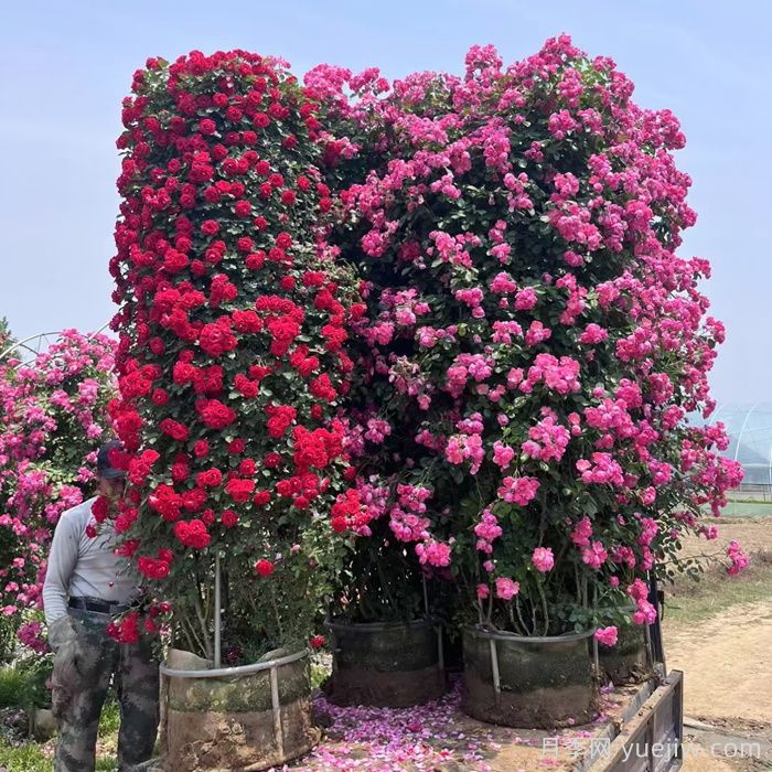 月季花柱(图2)