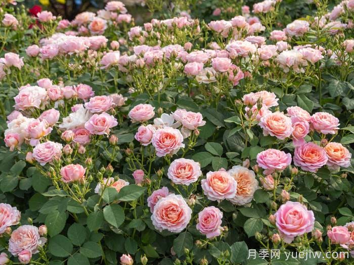 知秋月季(图2)