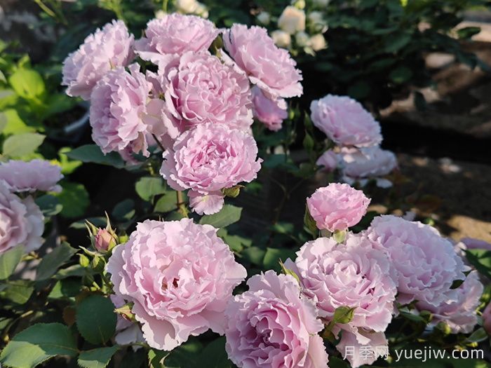 蜻蜓月季(图3)