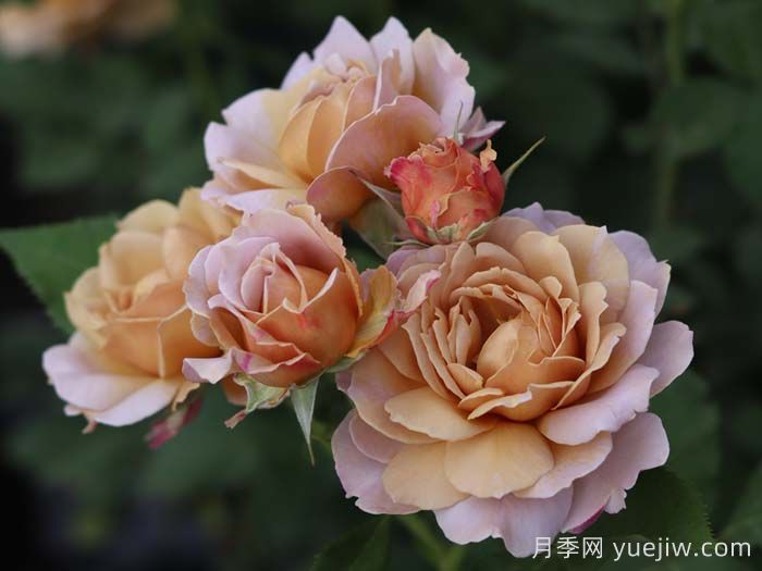 锁清秋月季(图3)