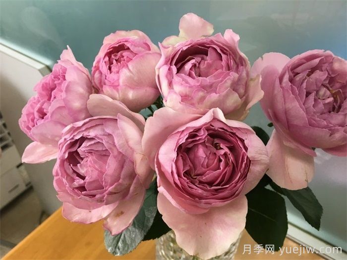 伊芙雷欧诺月季(图1)
