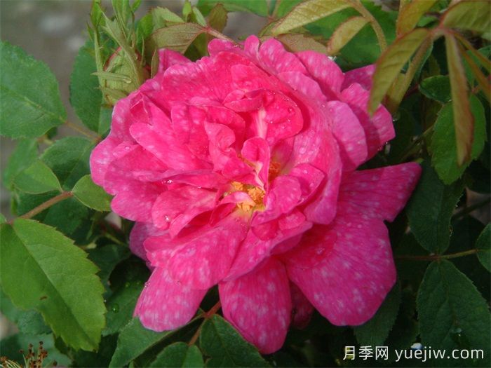 斑纹月季(图1)