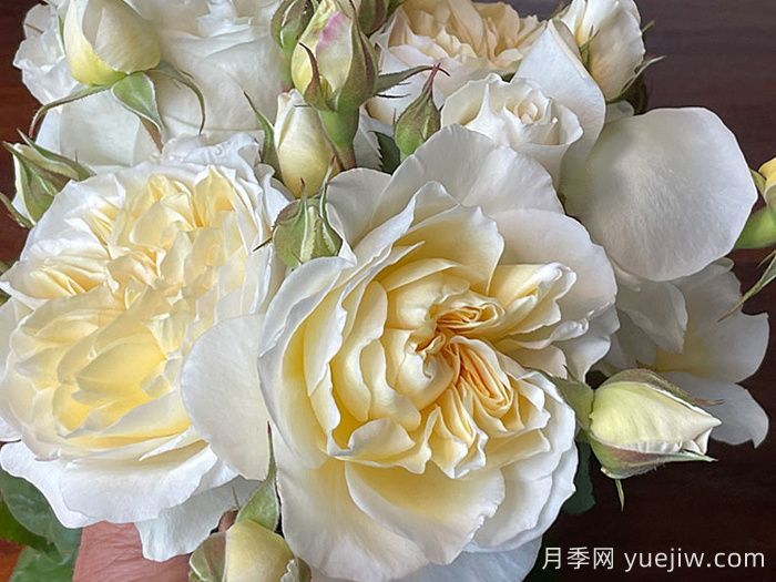 惊喜月季(图1)