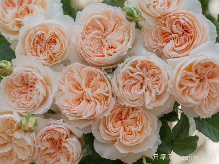 玉娇月季(图2)