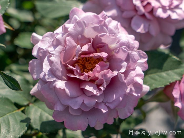 轻烟月季(图1)