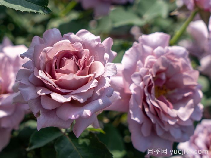 轻烟月季(图2)