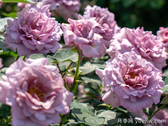 轻烟月季(图3)