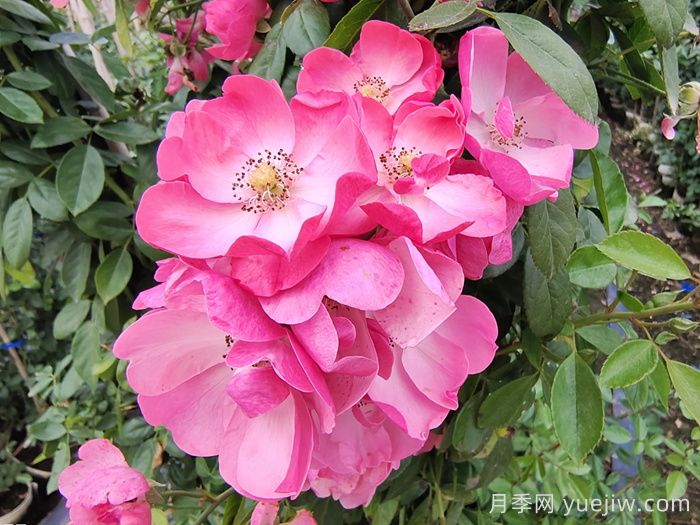 藤本月季中有哪些单瓣花？(图1)