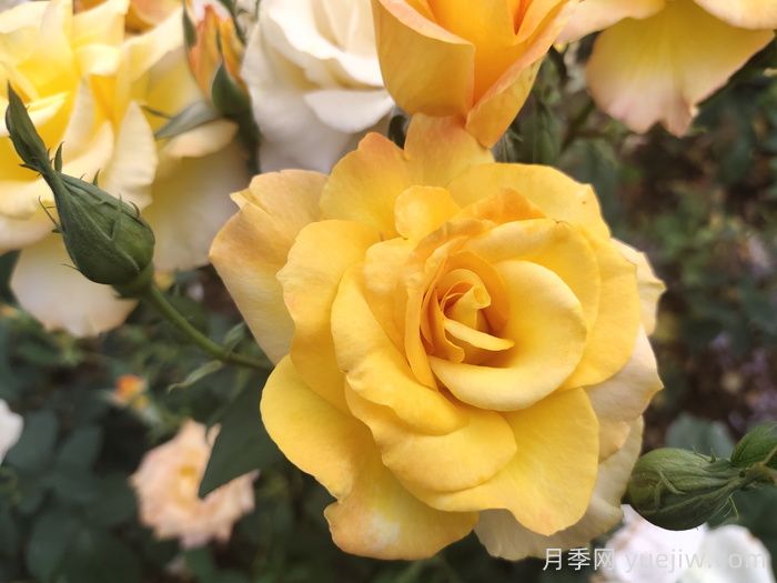 国外好评如潮的月季品种介绍(图3)