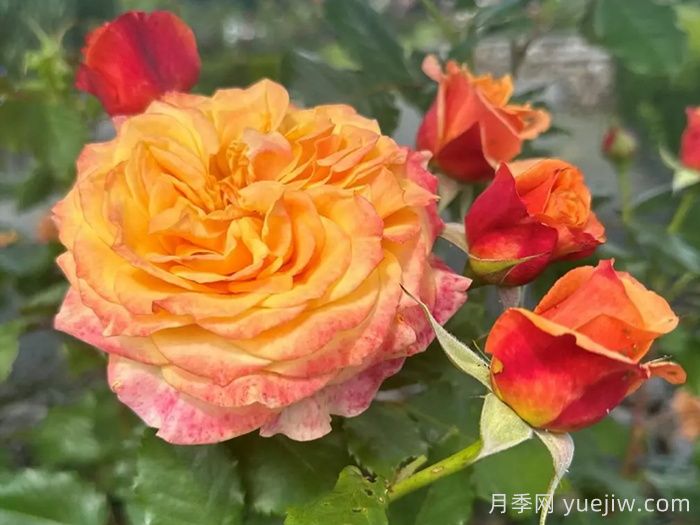 科塔别墅月季/拉维兰别墅/疯狂的爱(图2)