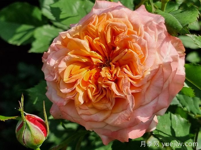 科塔别墅月季/拉维兰别墅/疯狂的爱(图1)
