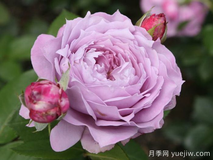 诺瓦利斯月季/蓝花诗人/波塞冬(图1)