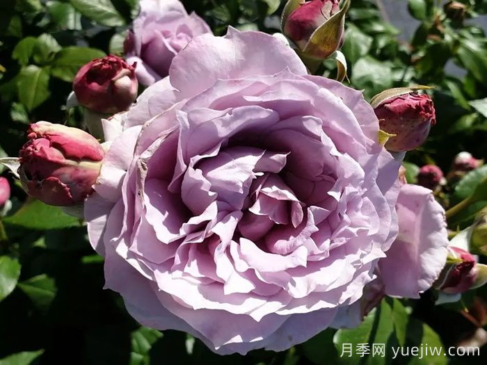 诺瓦利斯月季/蓝花诗人/波塞冬(图3)
