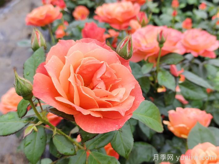 月季花什么时间开，花期多久？(图1)