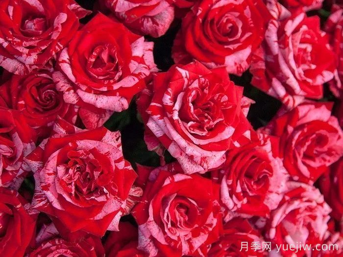 幸运女神月季的优缺点是什么？(图1)