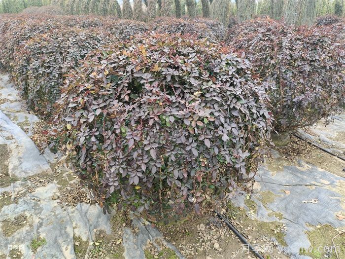 月季花耐寒***低多少度？(图1)