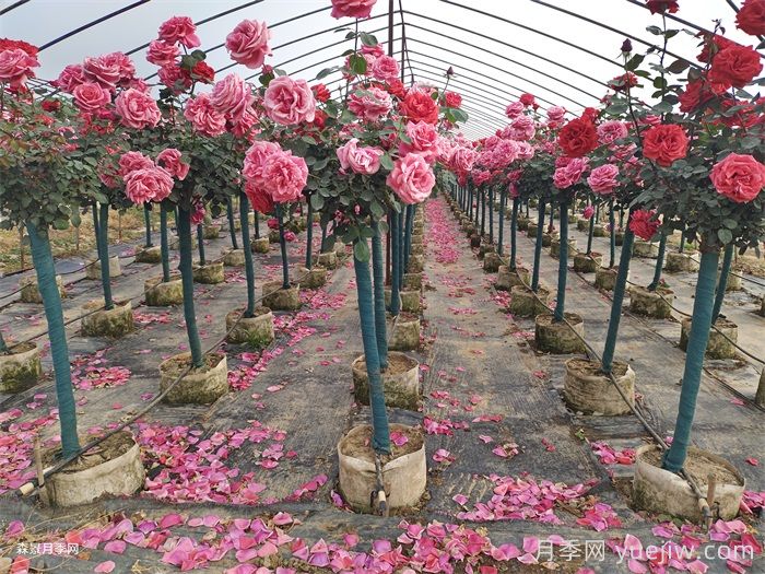 夏季月季养护全攻略：避开雷区，轻松爆花(图1)