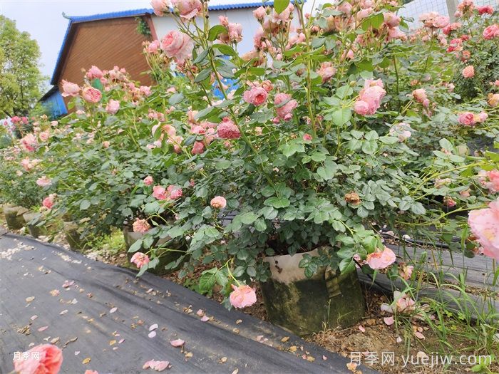 夏季月季养护全攻略：避开雷区，轻松爆花(图2)