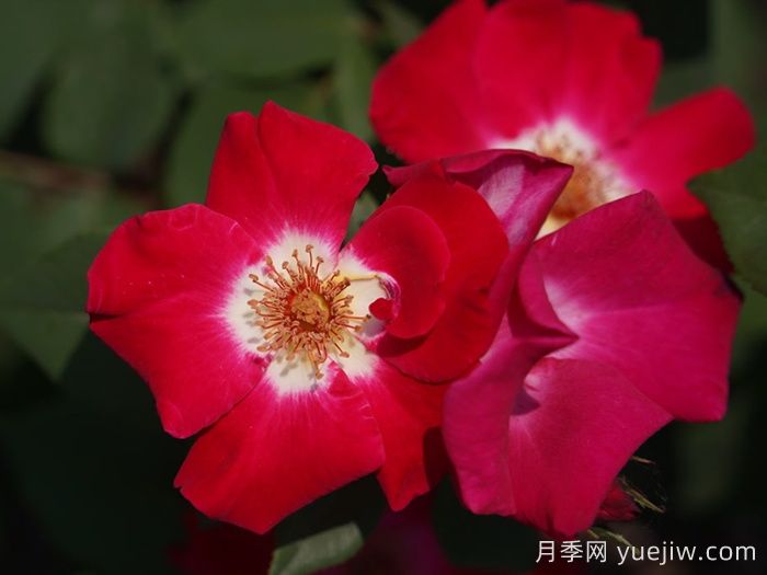 赤璧月季(图1)