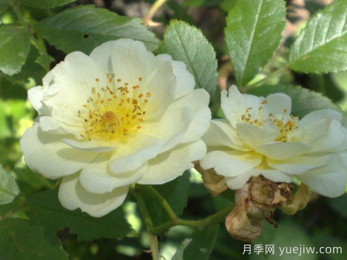 阿格莱亚月季/阿格拉(图1)