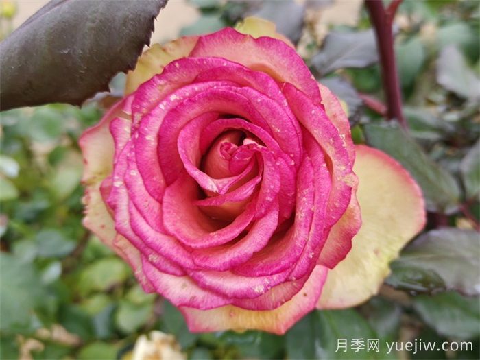 梦露月季/彩色贝壳月季(图3)