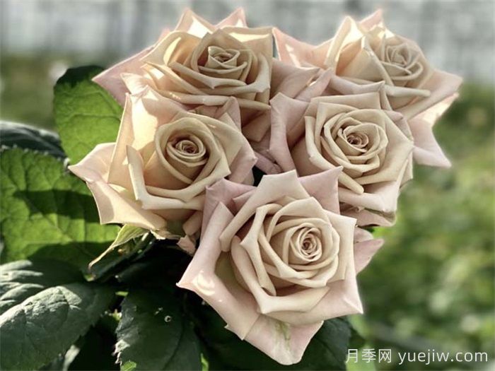 曼塔月季的优缺点是什么？(图1)