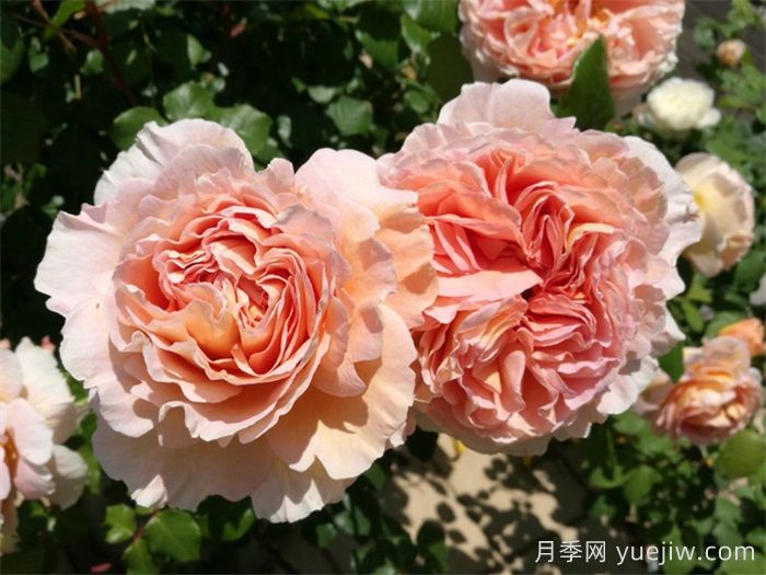 ***耐阴的月季花推荐(图1)