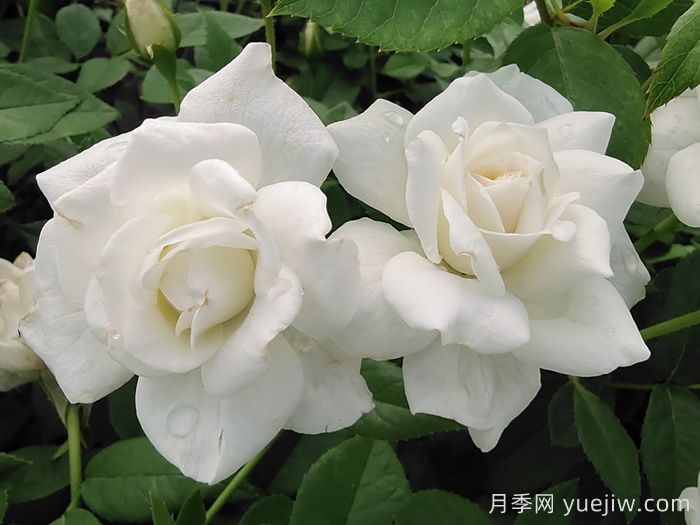 ***耐阴的月季花推荐(图2)