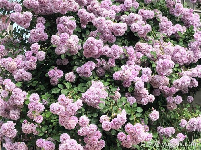 ***耐阴的月季花推荐(图3)