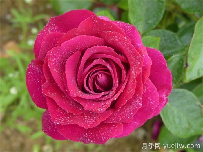 美人丽芙月季的介绍和优缺点(图1)