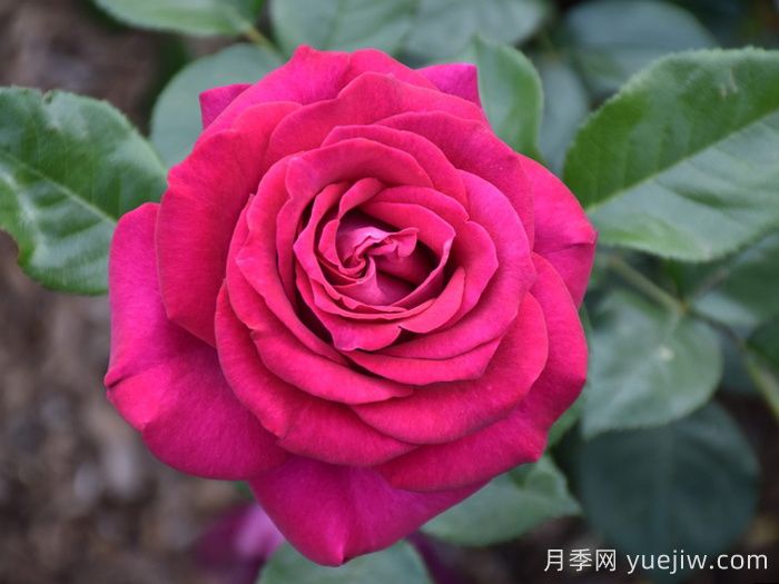 美人丽芙月季/丽滨月季(图1)