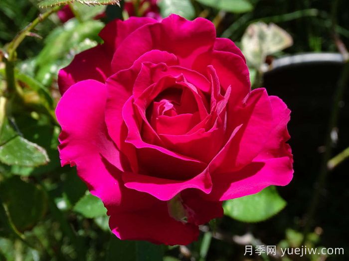 美人丽芙月季/丽滨月季(图3)