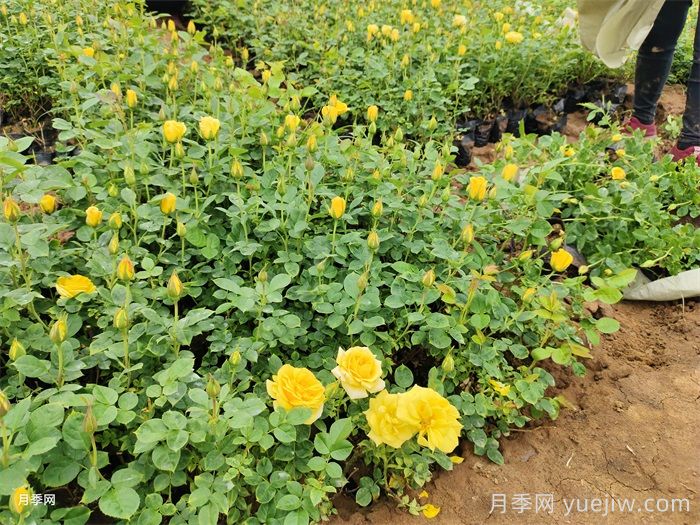 月季喜欢酸性还是碱性土壤环境？(图2)