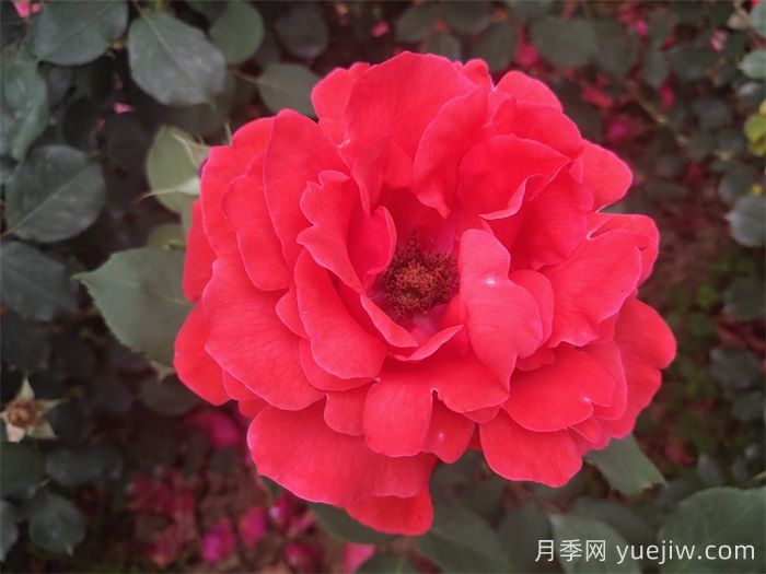 推荐八款6月***值得养的月季，特别耐晒，花大色艳(图2)
