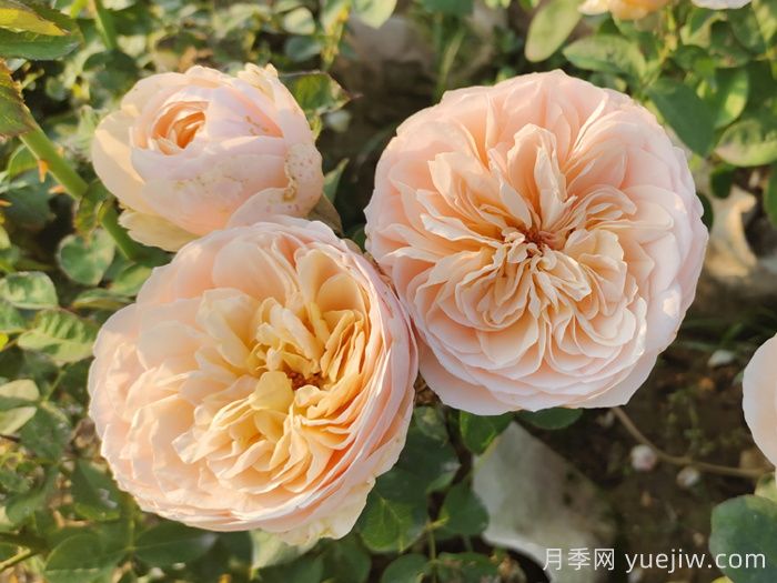 耐晒性强的6种月季，夏季高温依然美(图2)