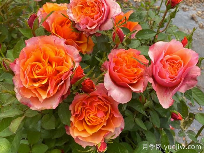 11种经典微型月季花，颜值与实力兼具，阳台党***爱(图4)