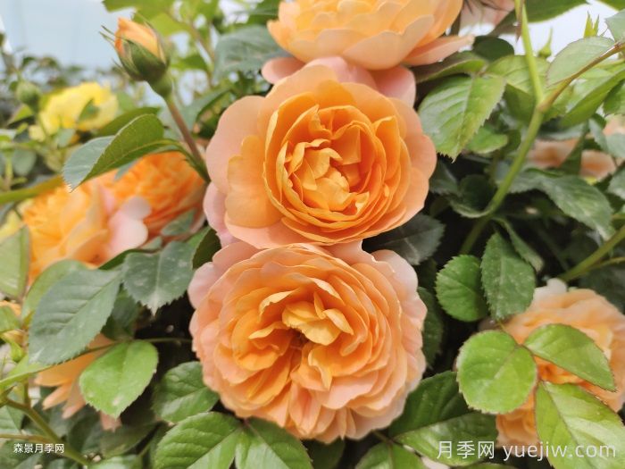 11种经典微型月季花，颜值与实力兼具，阳台党***爱(图6)