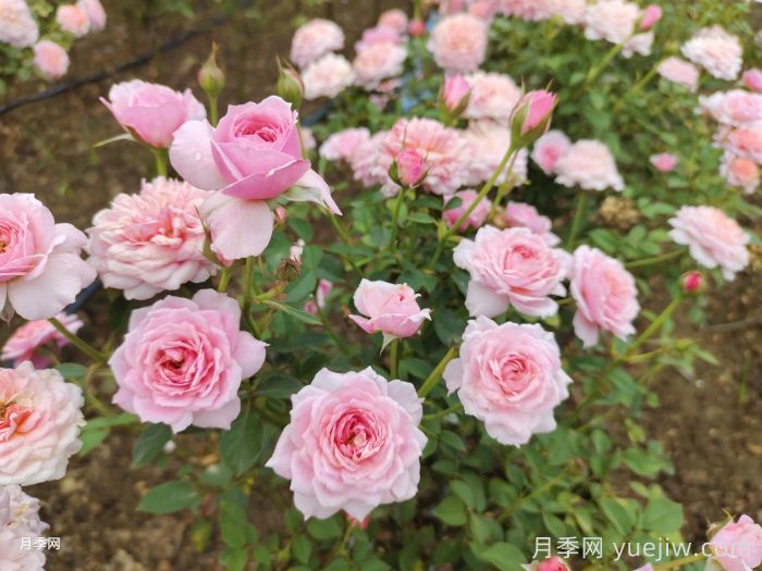11种经典微型月季花，颜值与实力兼具，阳台党***爱(图5)