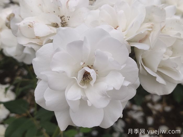冰山月季(图2)