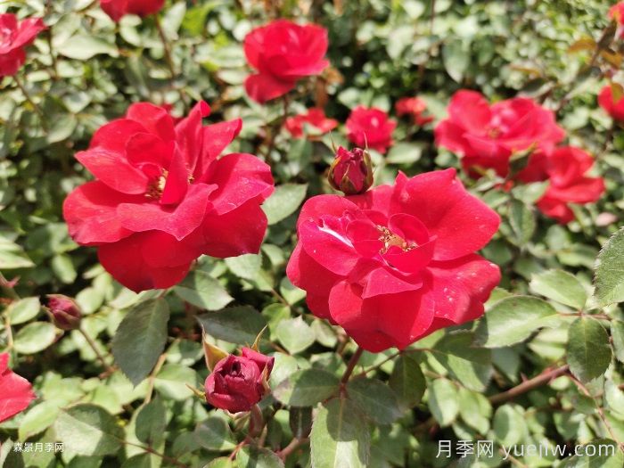 北京红月季(图5)