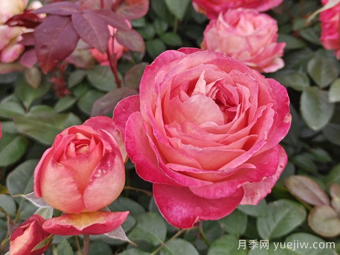 彩云月季(图2)