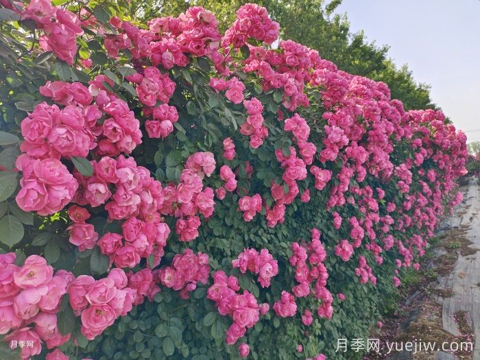 安吉拉月季(图4)