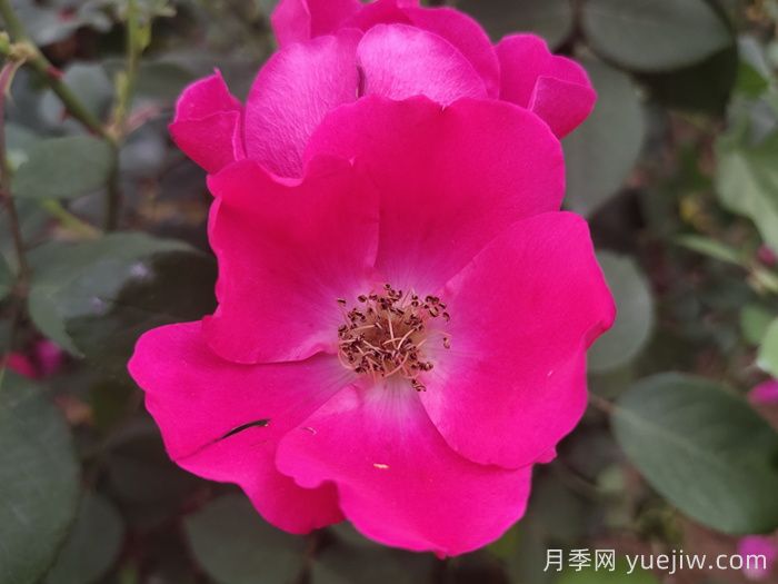 小桃红月季(图4)
