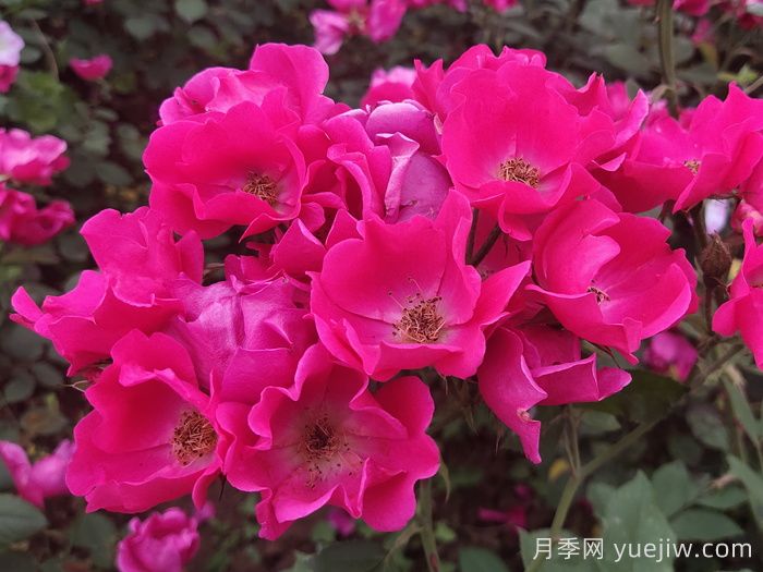 小桃红月季(图3)