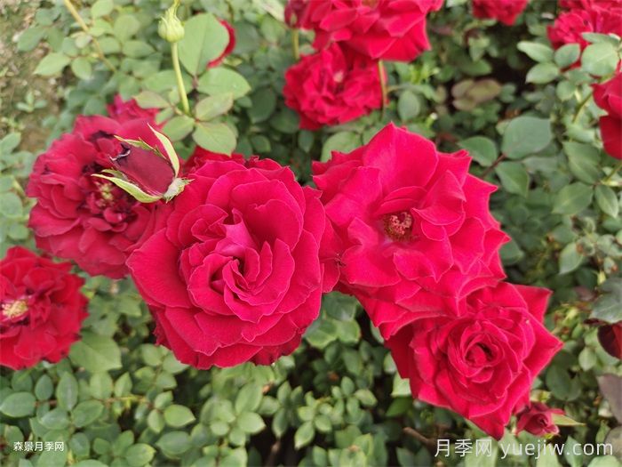 萨曼莎月季(图3)