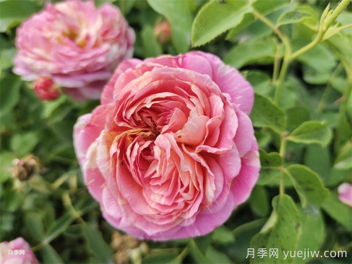 莫奈月季/克劳德莫奈月季(图2)