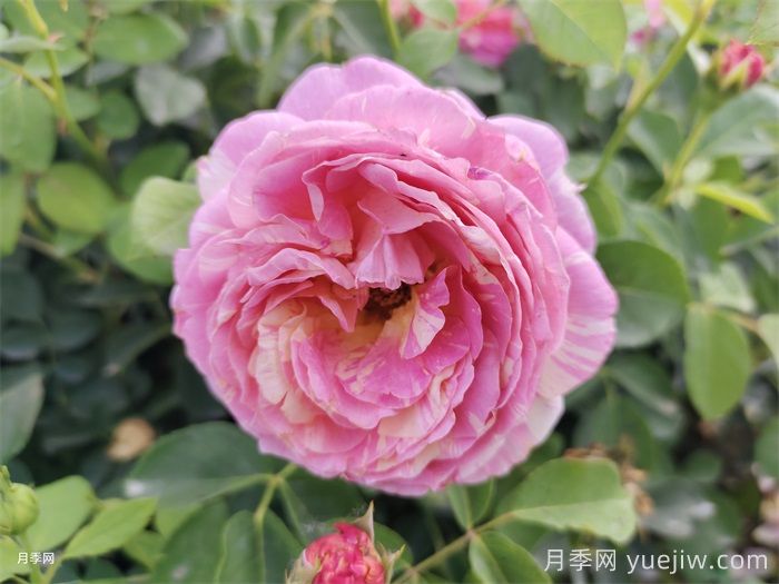 莫奈月季/克劳德莫奈月季(图3)