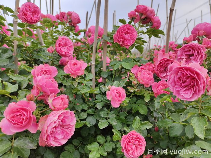 粉色达芬奇月季/粉达月季(图4)
