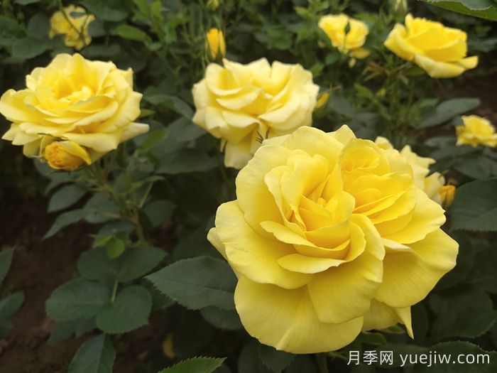 金凤凰月季(图4)